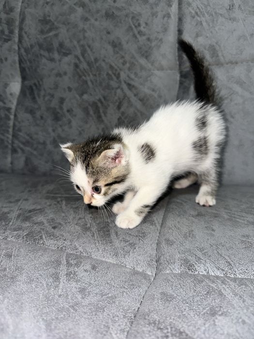 котятам чуть больше месяца