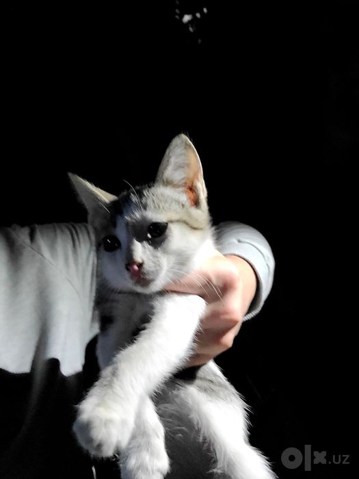 Маленький котёнок домашний