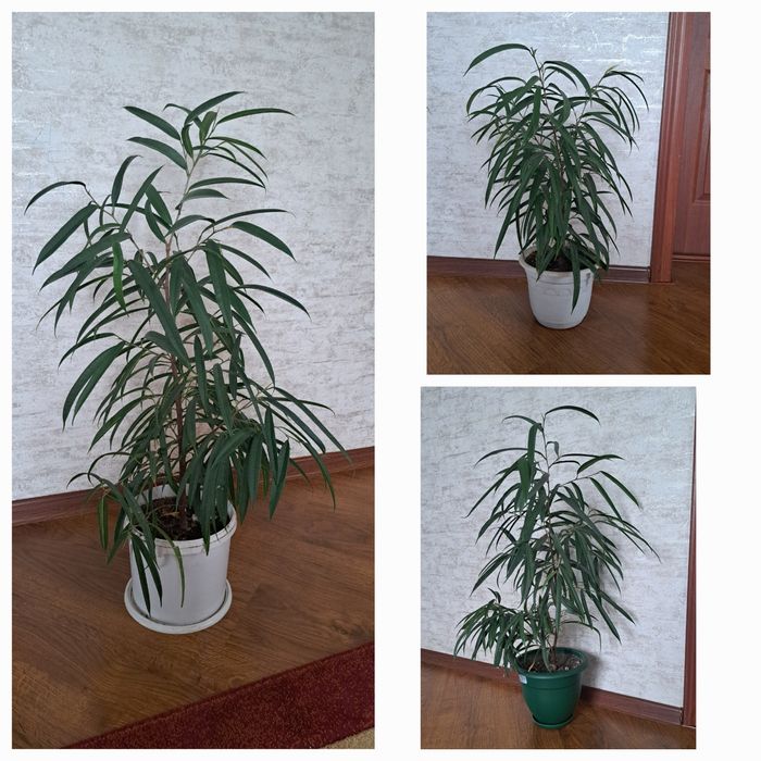 Комнатные  цветы