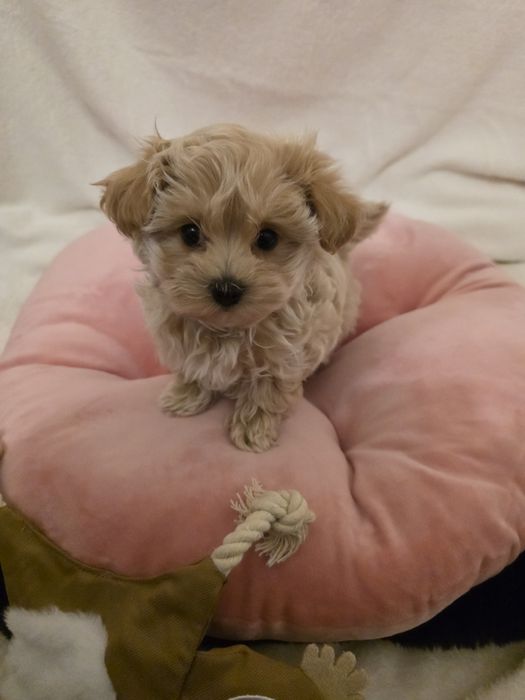 Pui Maltipoo Fetiță teacup