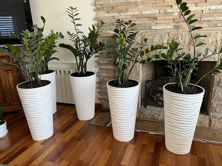 Замиокулькас продам