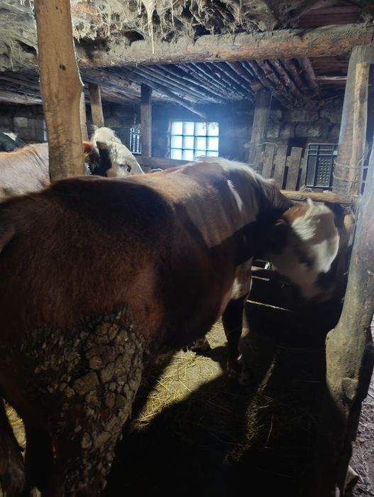 Продам годовалый бычков