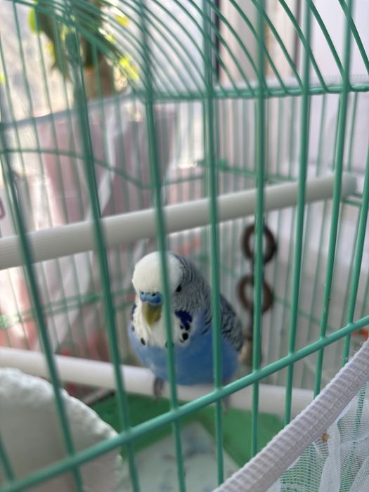 Волнистый попугай