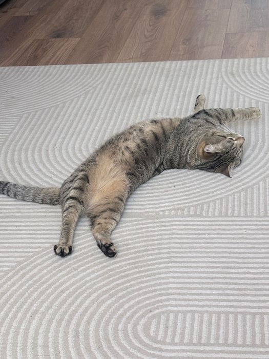 Отдам кота в хорошие руки