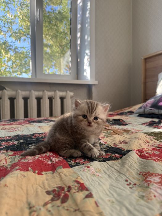Продам шотладских котят