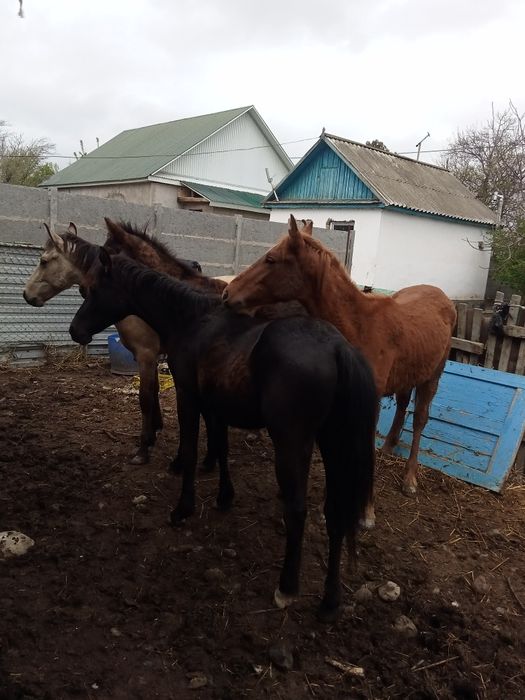 Продам молодых лошадей