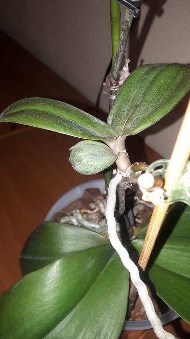 Продам детку красивой орхидеи