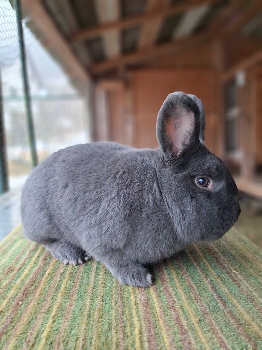 Iepuri albastru vienez