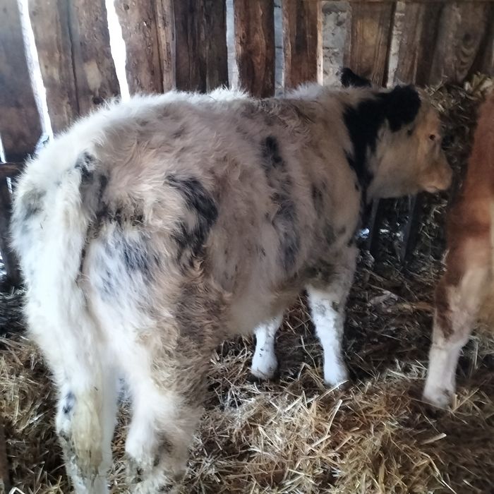 Vând viței înțărcați