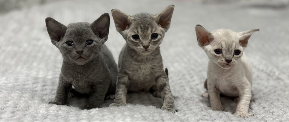 Продаются чистопородные котята породы Девон Рекс /Toza zotli Devon Rex