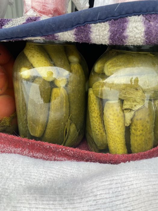 Огурцы домашние 2025 года