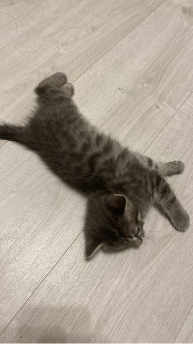 Отдам даром котенка