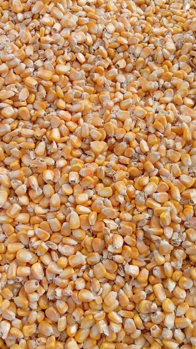 Makkajohori makka johori optom кукуруз жохори Макка жохори оптом