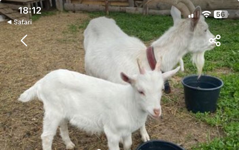 Vand capre, ieduțe și țapi din rasa SAANEN!