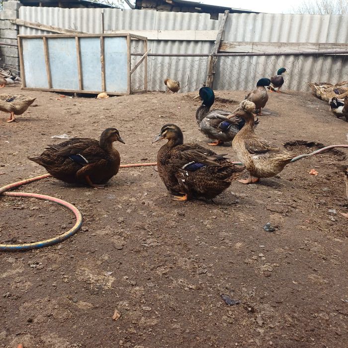 Утка Утки Руанский