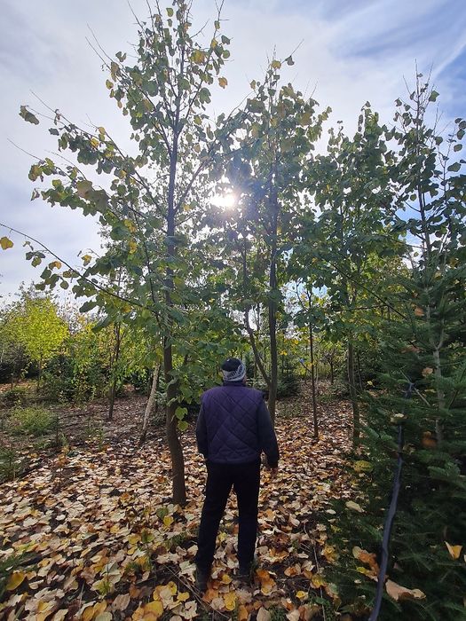 Vând arbori,paltin stejar,platan.tei
