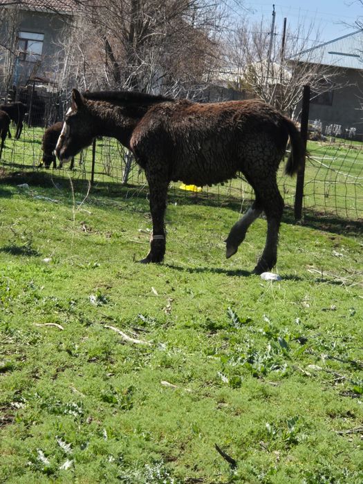 Тай сатылады 4бас