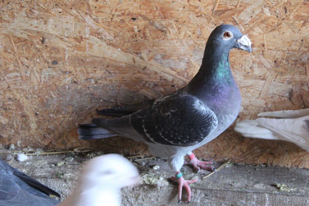 porumbei voiajori duduros