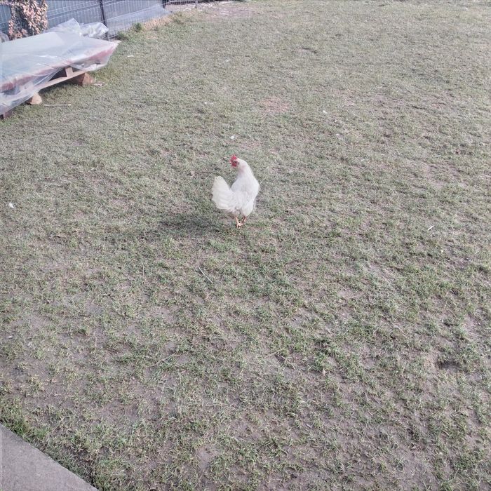 Vînd ouă, pentru incubat, rasa de găini Leghorn și un cocoș tot Leghor