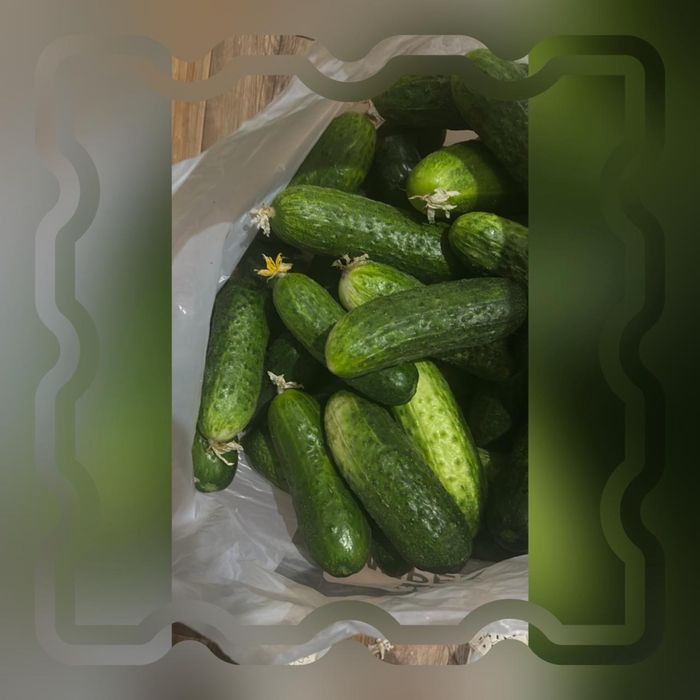 Продам домашиние огурцы
