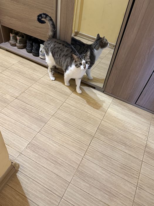 Подарявам Котенце