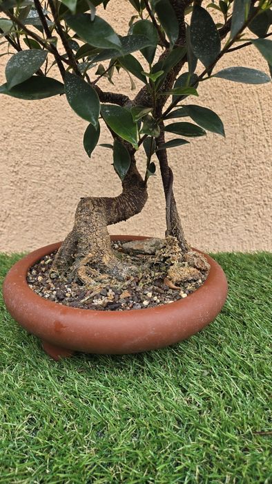 Bonsai Ficus Retusa