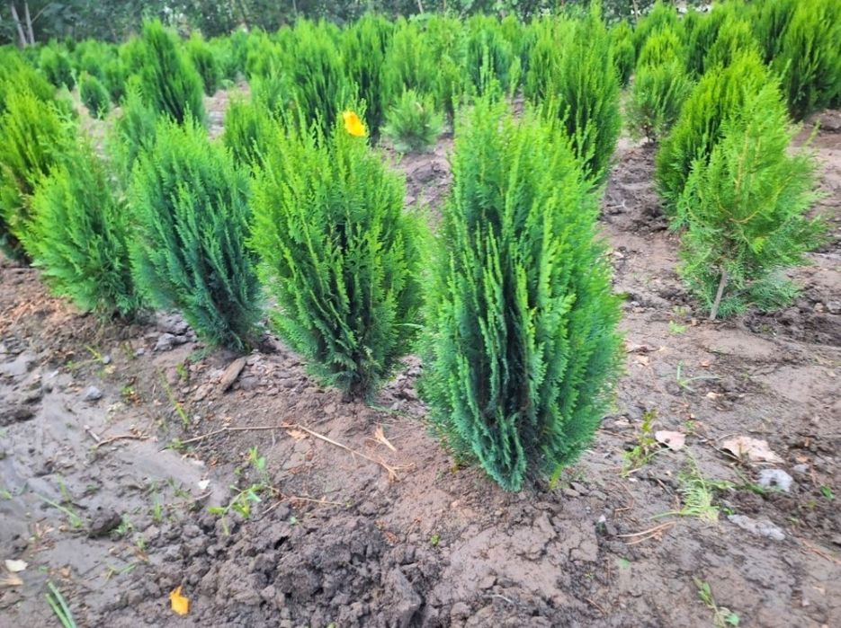 Арча кучатлар сотилади.