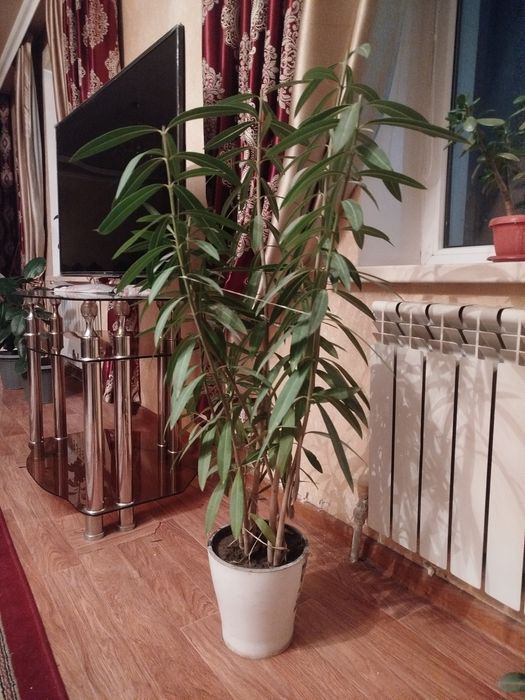 Фикусы, олеандры , денежный