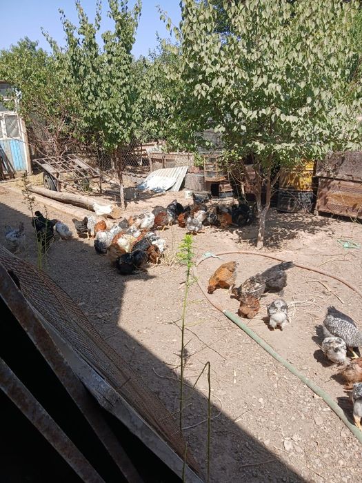 Шөжектер 3 айлық