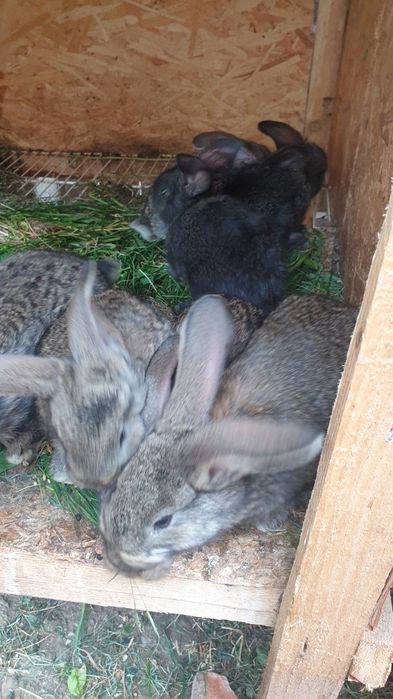 Urias german din parinti atent selectati