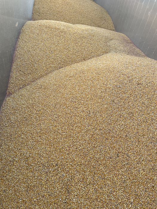 Porumb boabe romanesc