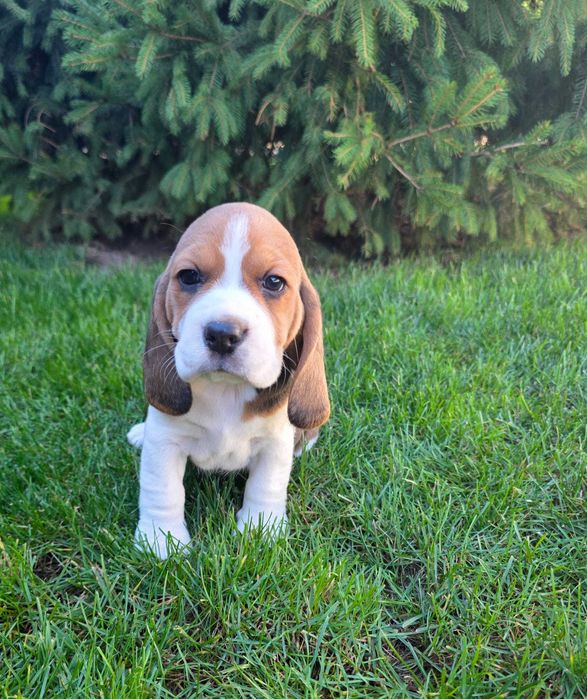 pui Beagle  frumos TIP A