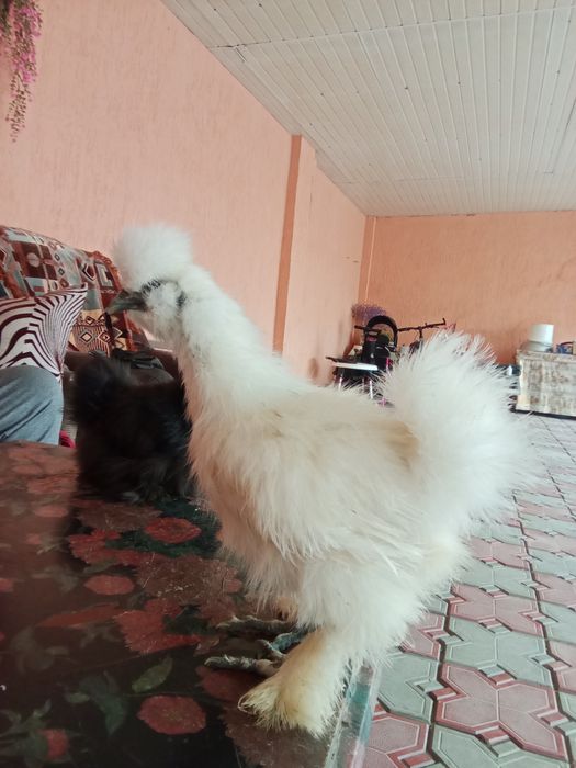 Продам шёлковых петушков