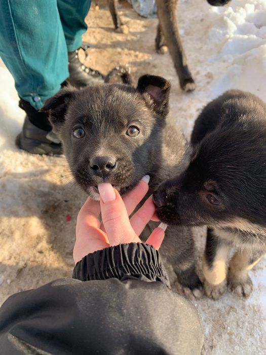 Ищем дом. Срочно!