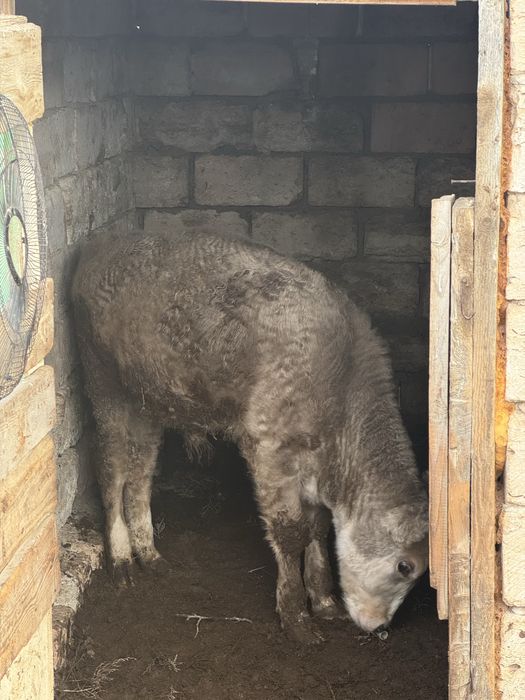 бука 6-7.  айлык