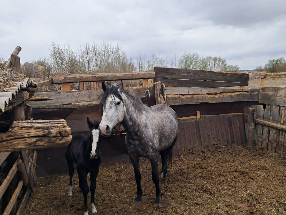 Продам лошадь с жерибенком