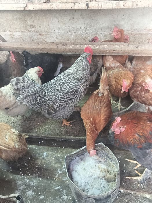 Продам петухов...