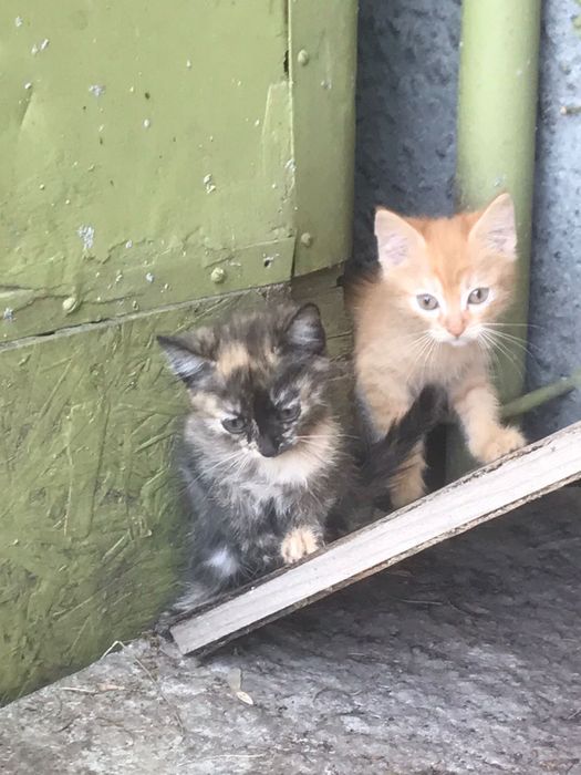 Отдам котят БЕСПЛАТНО