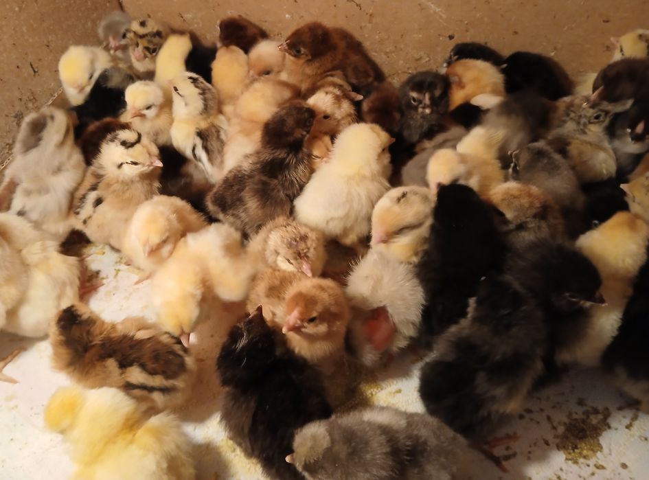Домашние суточные Цыплята