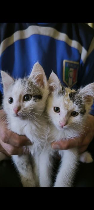 Регдолл американский