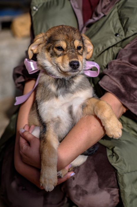 Отдам щенков в хорошие руки