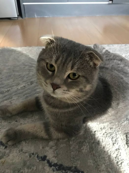 Skotish erke toza orgatilgan