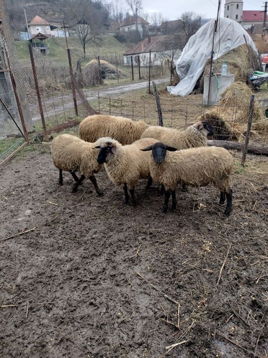 Oi Suffolk de vanzare