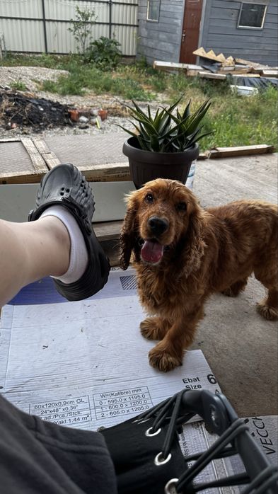 Cocker Spaniel mascul
