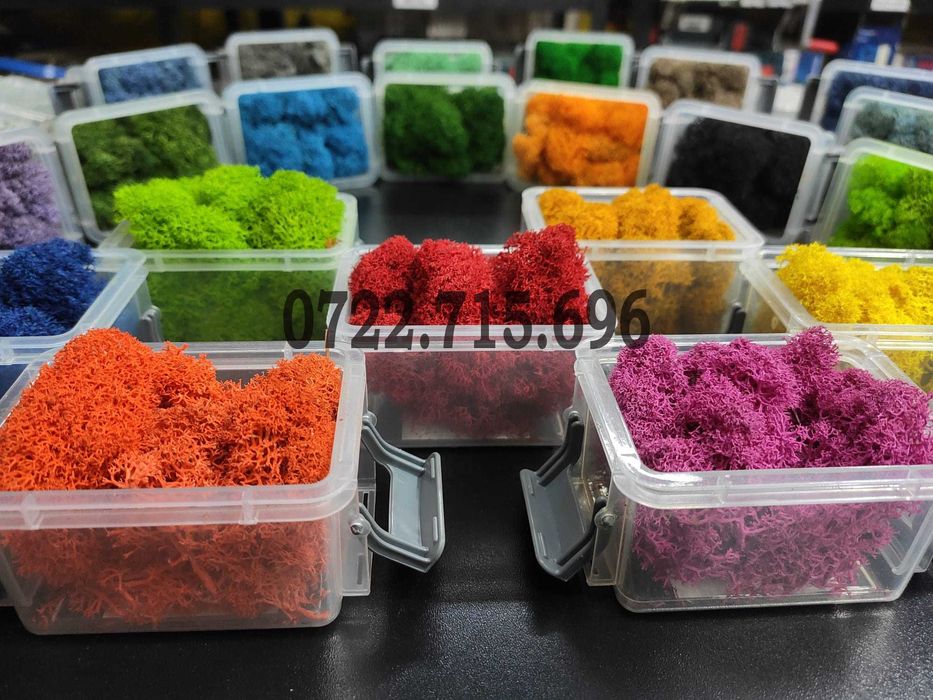 Licheni Constanta, pret Importator direct