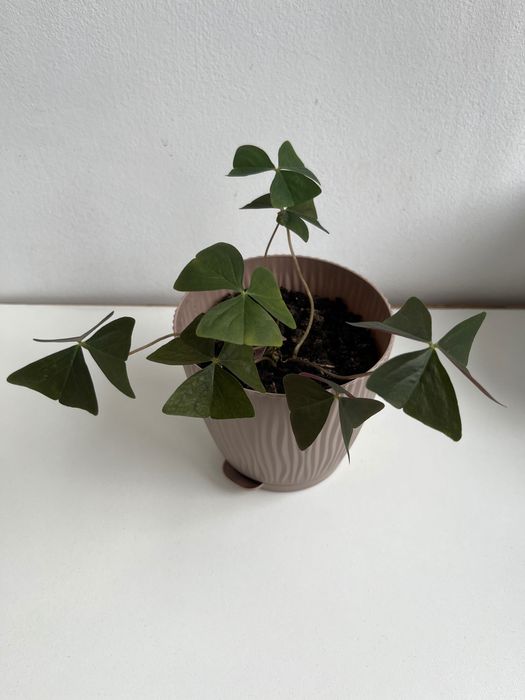 Продается оксалис кислица клевер счастья зеленый