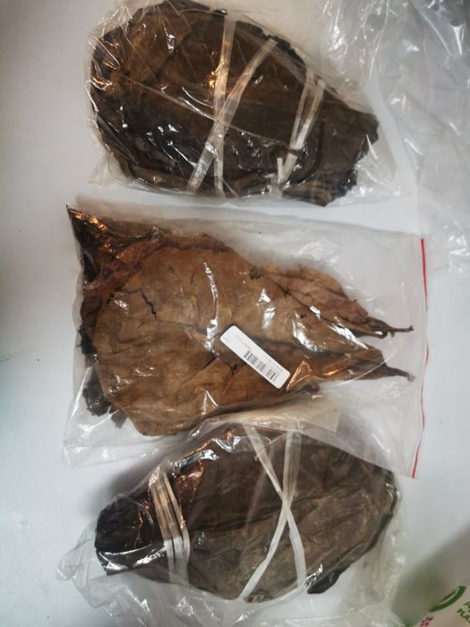 Frunze de katappa -pentru  paraziți intestinali