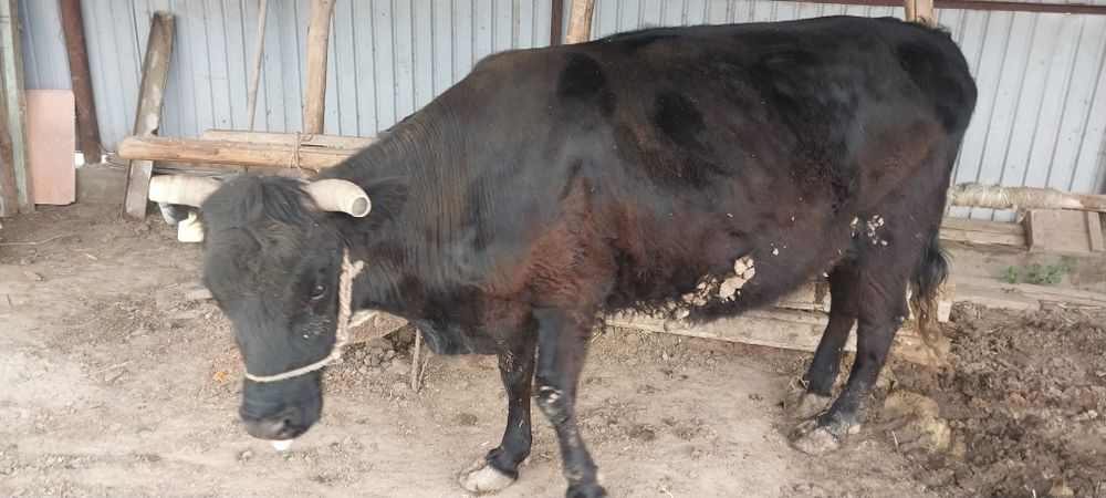 Сиыр бар май семіз