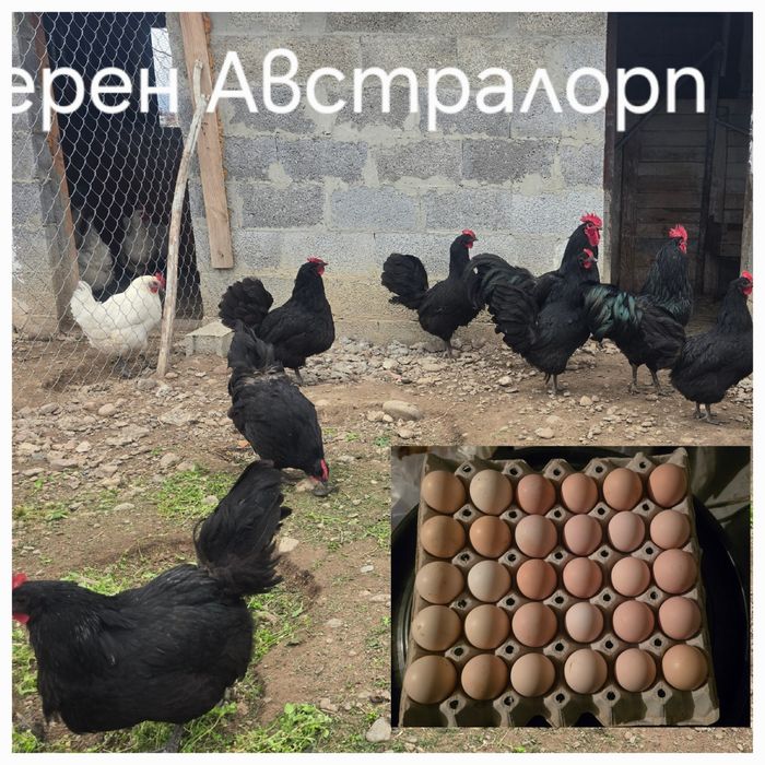 Оплодени яйца Брезе, Австралорп, Черен мед Маран  и  Крем Легбар
