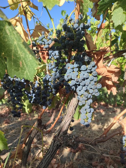 Vând struguri merlot